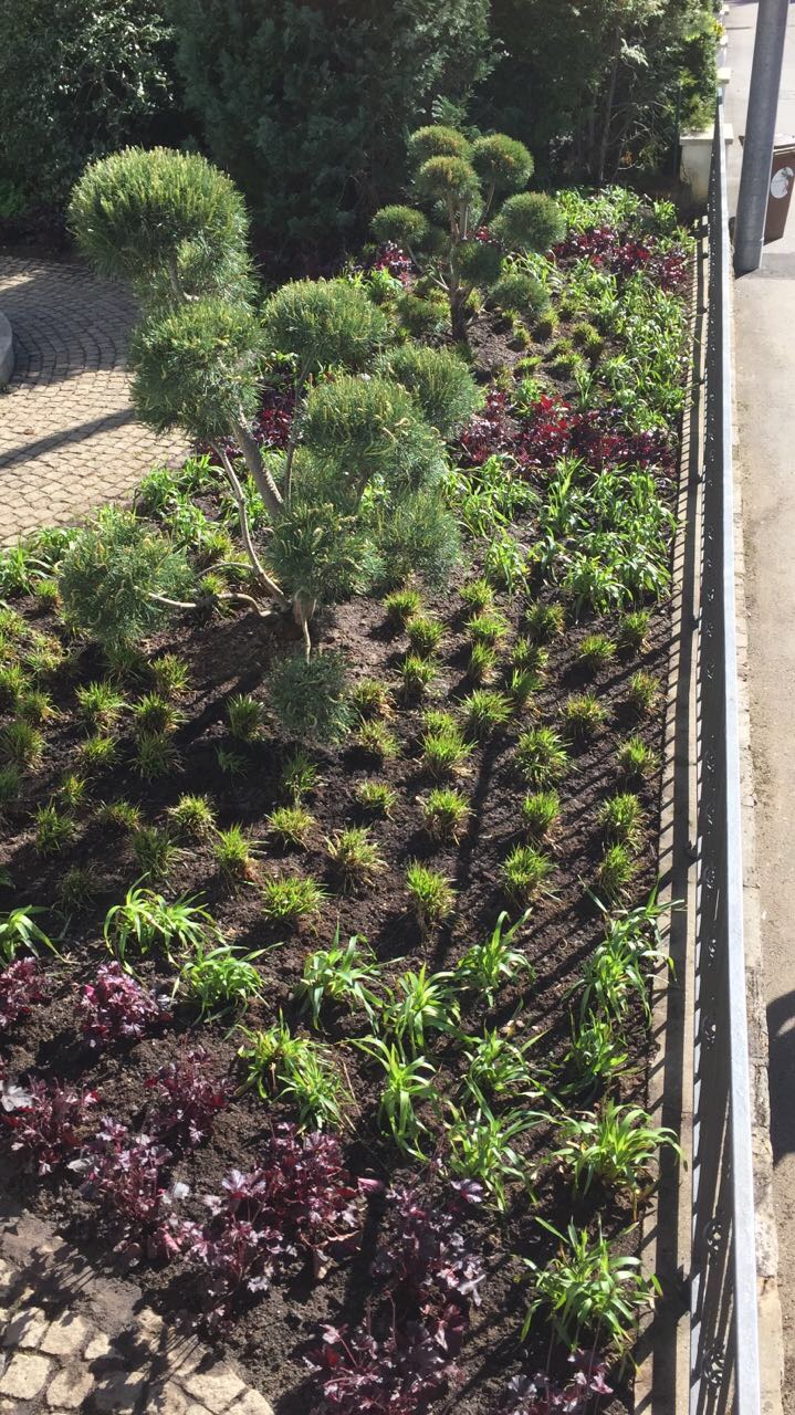 Neupflanzung eines Vorgartenbeets mit Formgehölzen, Stauden und Gräsern in Stuttgart-Degerloch.