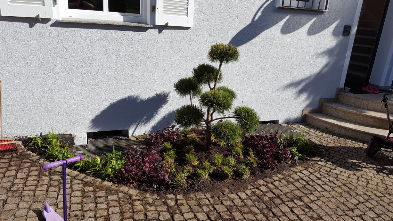 Rundes Beet vor dem Haus mit Formgehölz und farblichen Akzentpflanzen