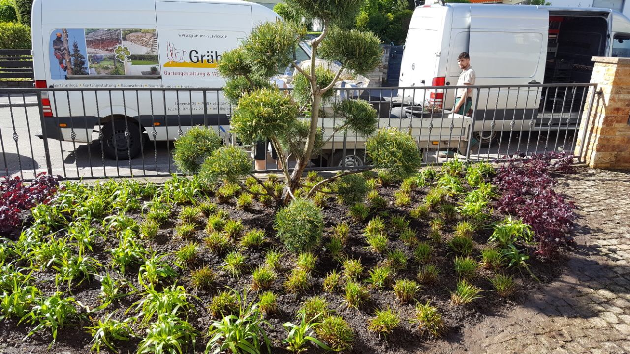Vorgartenbeet von hinten betrachtet mit Formgehölz im Zentrum