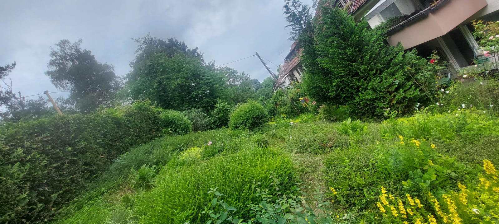Vorher: Hangwiese und Gehölze ohne erkennbare Form