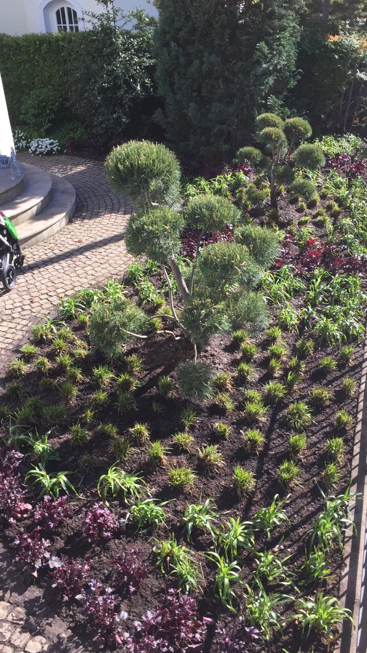 Vorgartenbeet von oben mit Formgehölzen und strukturierter Staudenpflanzung