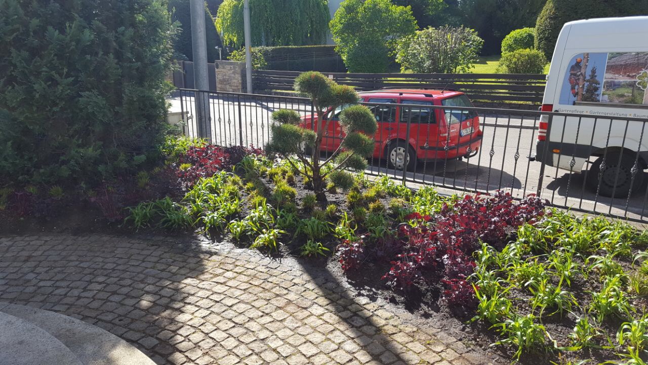 Vorgartenbeet von links mit roten Blattschmuckpflanzen und Gräsern