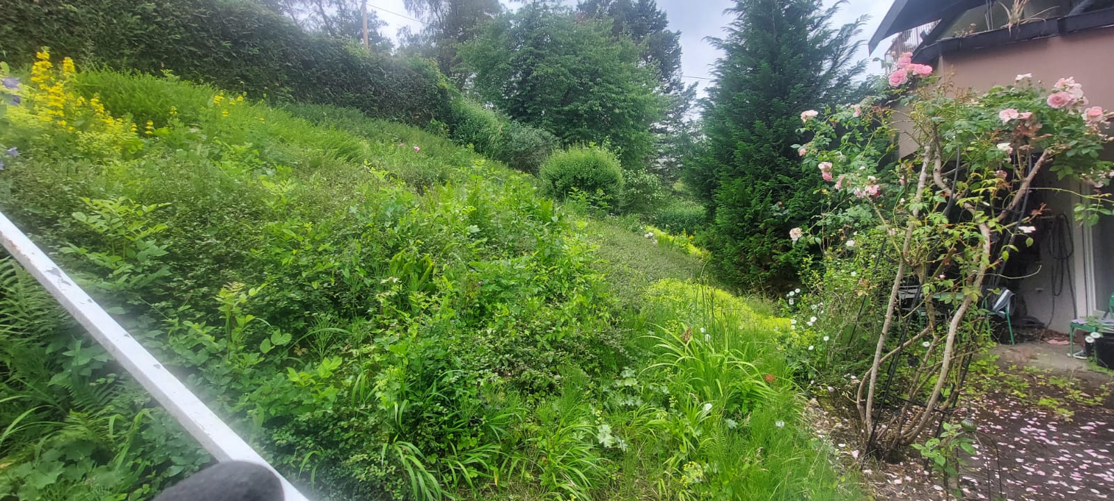 Vorher: stark eingewachsener Garten in Hanglage mit überwucherten Pflanzflächen