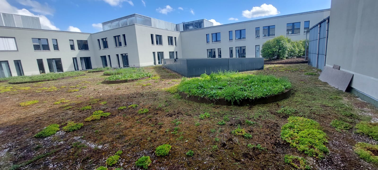 Detailansicht einer Rondellbepflanzung mit Stauden und Gehölzen