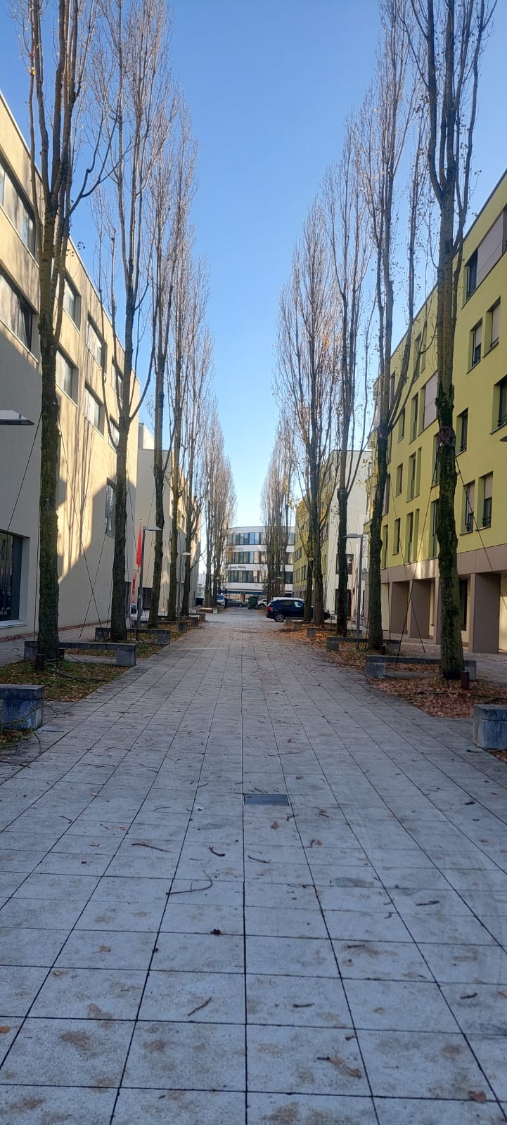 Ergebnis nach Schnittarbeiten an einer größeren Objektanlage